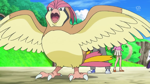 evolucion-de-pidgey-ataque-pidgeotto